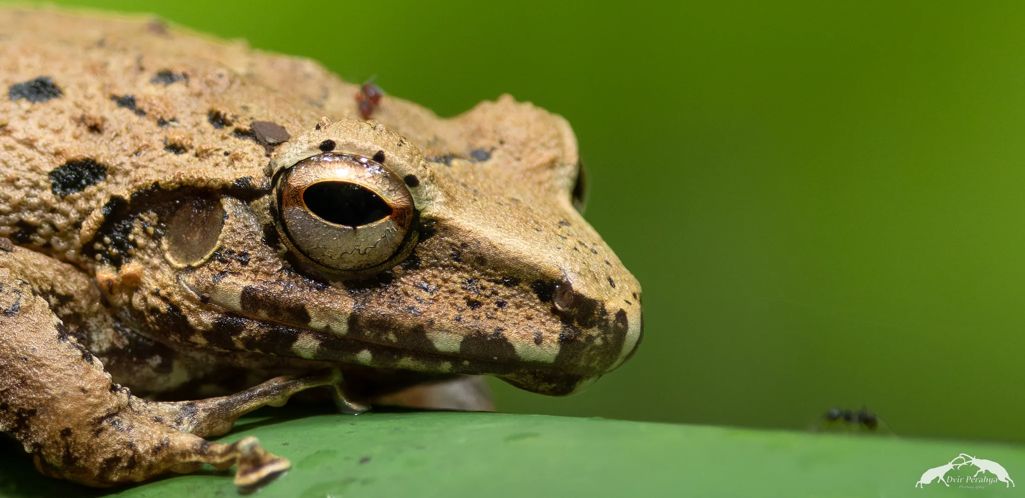 Frog, Costa Rica Rainforest